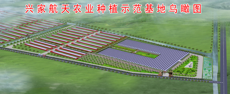 天津興家航天農(nóng)業(yè)園（陽(yáng)光板智能連棟溫室）